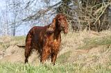 SETTER IRLANDAIS 196